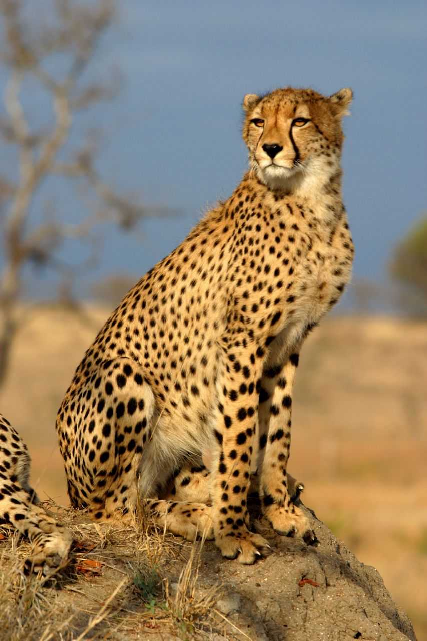 Cheetah taken under control from pheasant farm