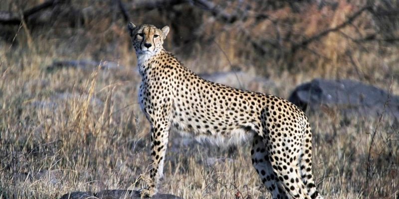 Man fights and takes rogue cheetah under control