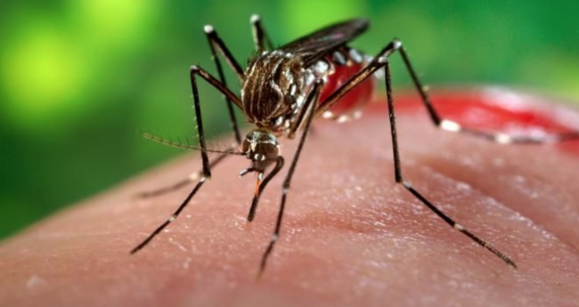 21 Malaria patients detected in Nawalparasi