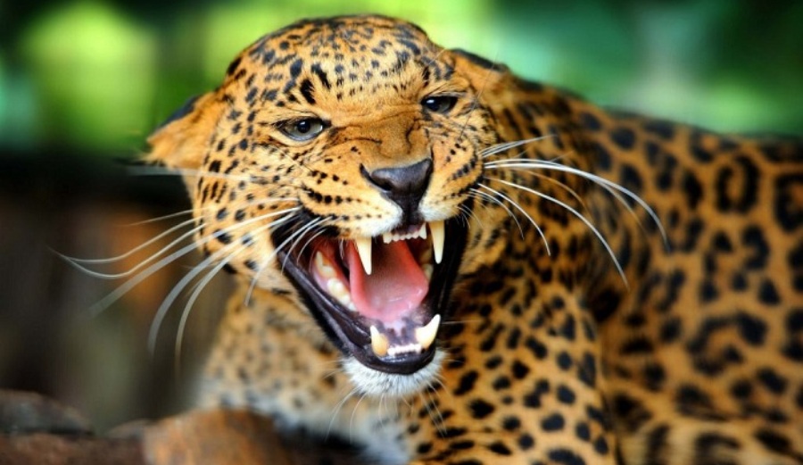 Leopard kills minor