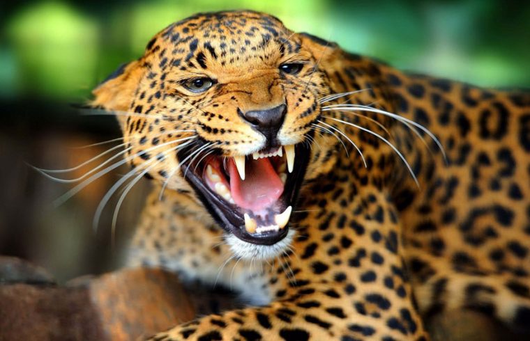 Leopard mauls 8-year-old boy to death in Tanahun