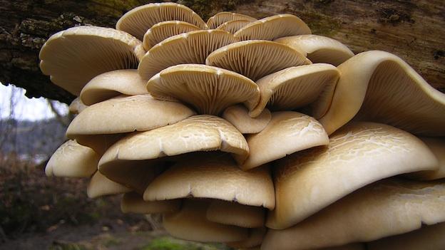 12 from same village taken ill after consuming wild mushroom
