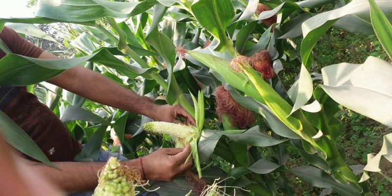 Farmers bear loss of over Rs 100 million after maize crop fails