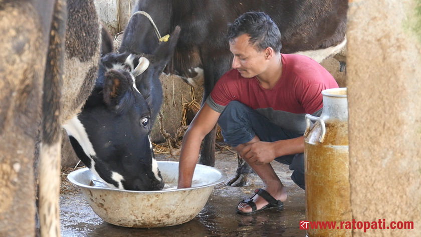 दूध बिक्री नहुँदा गाईलाई नै खुवाउन बाध्य हुँदै किसान