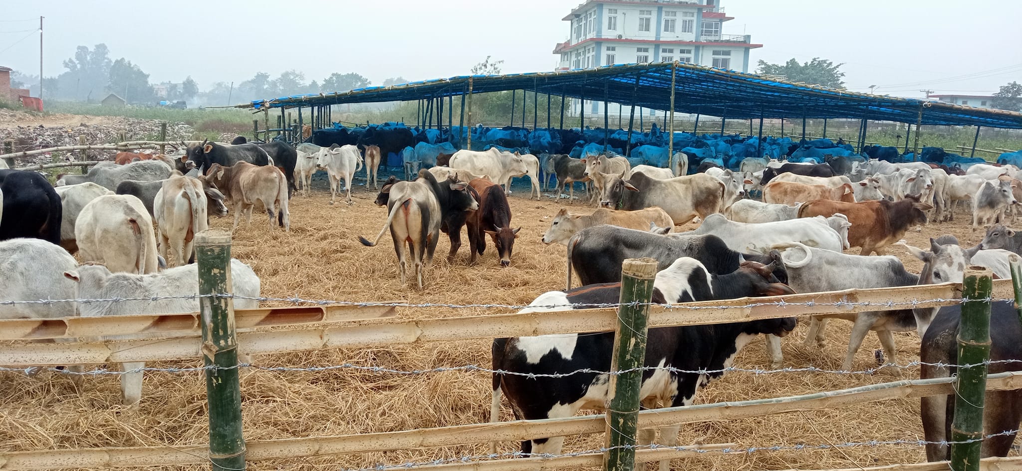   कपिलवस्तुमा छाडा चौपायाको व्यवस्थापन थालियो