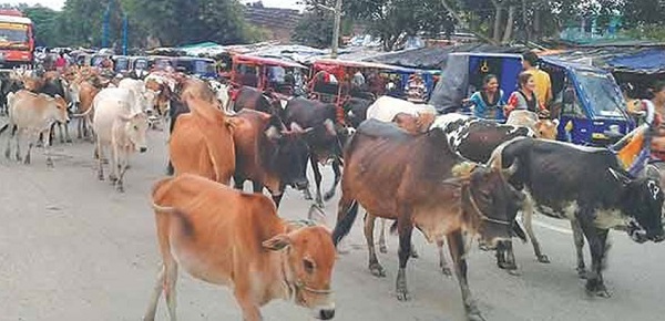 कान्जी हाउसका गाई–गोरु छाड्दा बाली नोक्सान