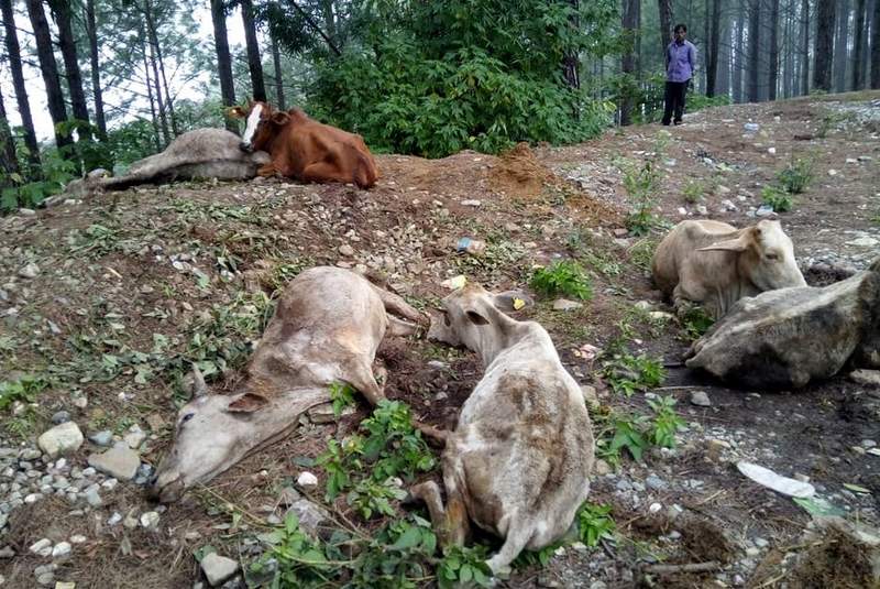 Probe committee arrives in Dailekh to study cow death