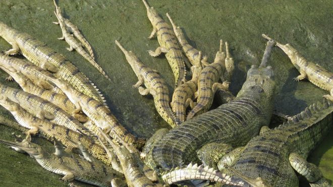 Gharial crocodile eggs hatched