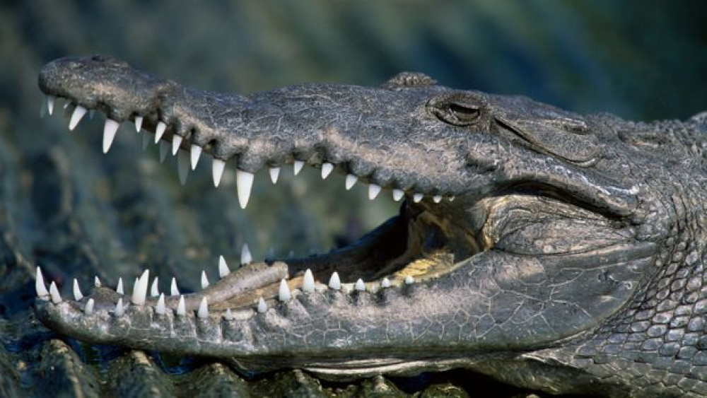 Crocodile Breeding Centre in Chitwan in need of potent male crocodile