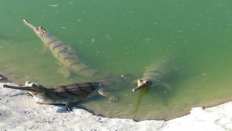 52 crocodiles released into rivers