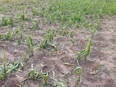 Wind destroys crops worth Rs 20 million in Makawanpur