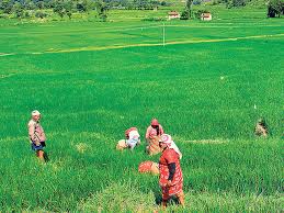 Production of major crops up in Sudurpaschim