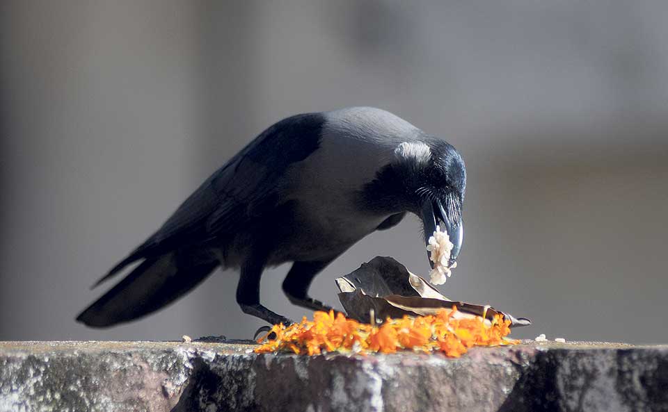 Kaag tihar being observed today