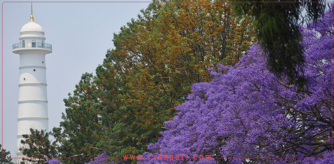 PHOTOS: Jacaranda blossom adds a dose of violet to the capital