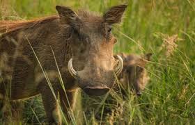 Farmers on sleepless night after warthogs damage crops