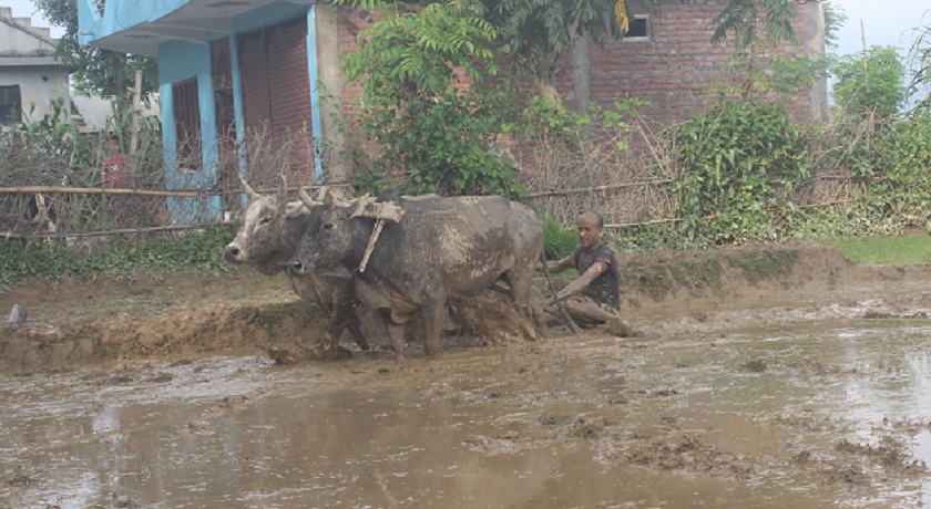 दाङ वृहत् सिंचाई आयोजना :  जहाँ किसान, त्यहाँ पानी