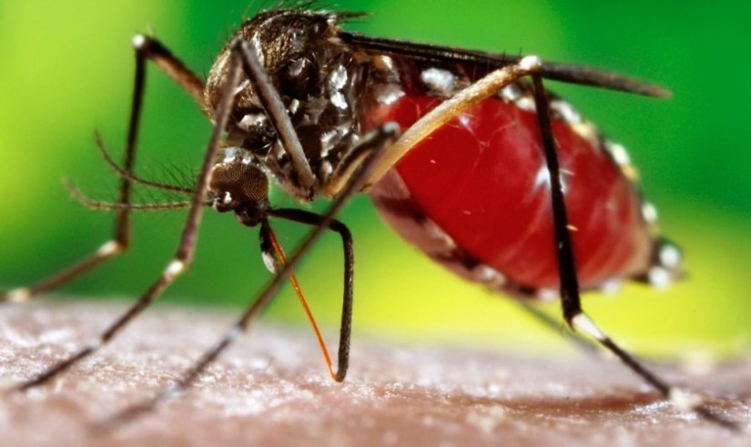 Jhapa records more than 500 dengue patients