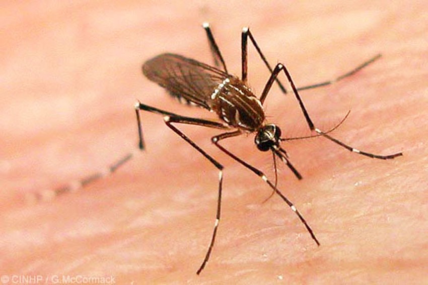 Elderly man dies of dengue in Chitwan