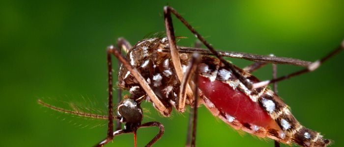 60 dengue-infected in a ward; massive 'search and destroy' campaign in place