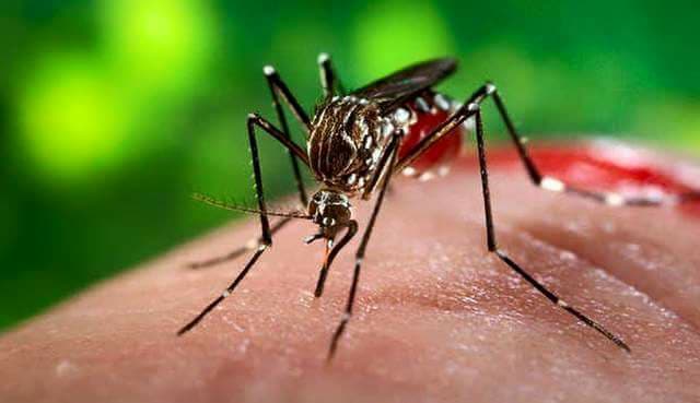 Baitadi at high risk of malaria