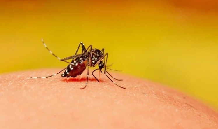 Nine cases of dengue confirmed in Kavre