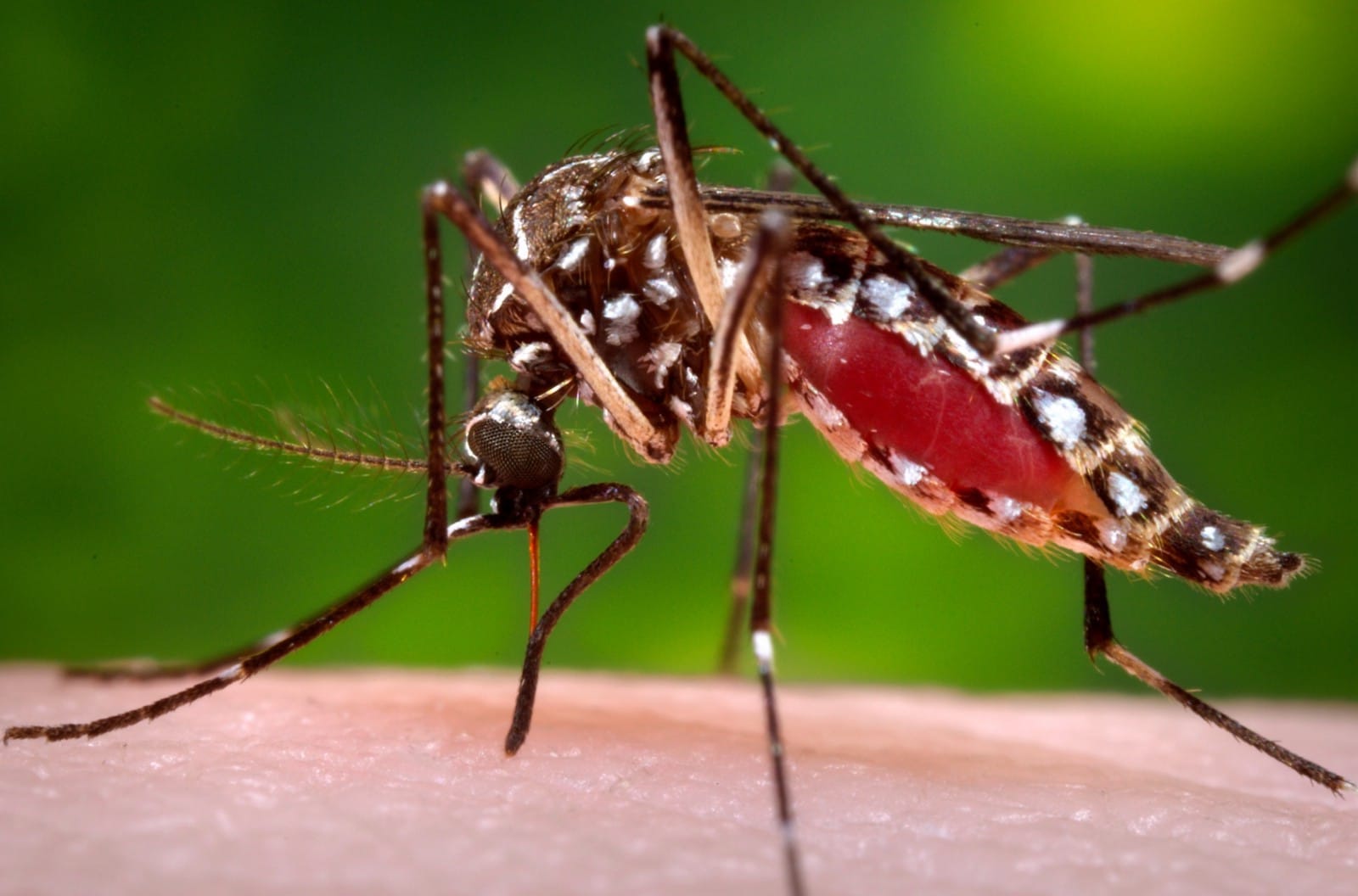 197 confirmed with dengue fever in Bhaktapur