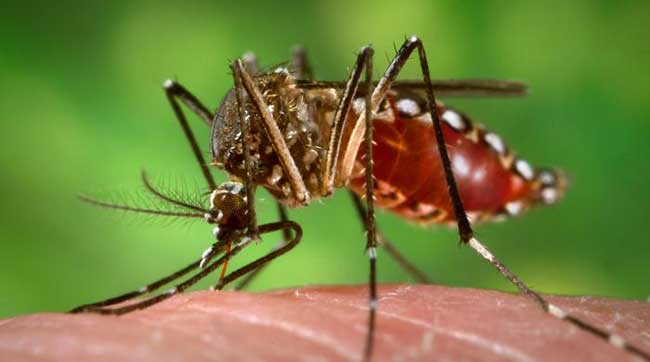 Four dengue and scrub typhus infected diagnosed in a day