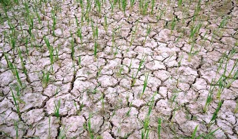 Weak monsoon drying up paddy in Province-7