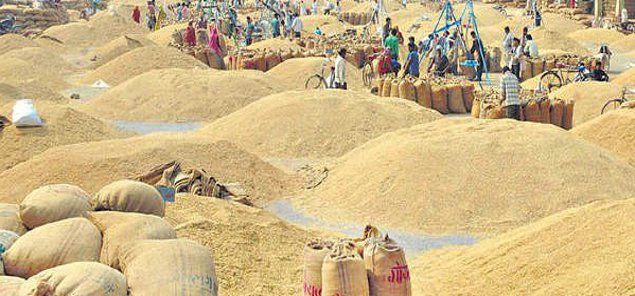   किसानबाट एक करोड ४४ लाखबढीको धान खरिद