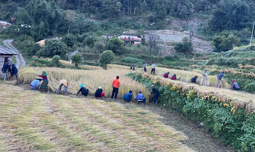 मतदातालाई खेतबारीमै भेट्दै उम्मेदवार