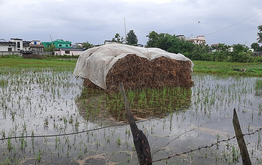 बाढीले लुम्बिनी प्रदेशमा ४ अर्बको धानबाली नष्ट