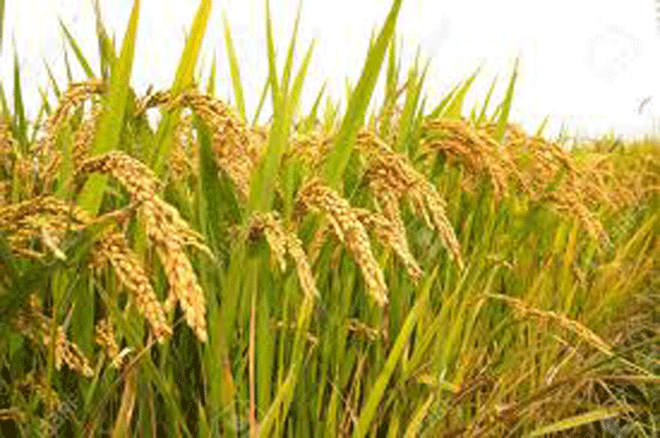 NARC starts research on developing aromatic rice