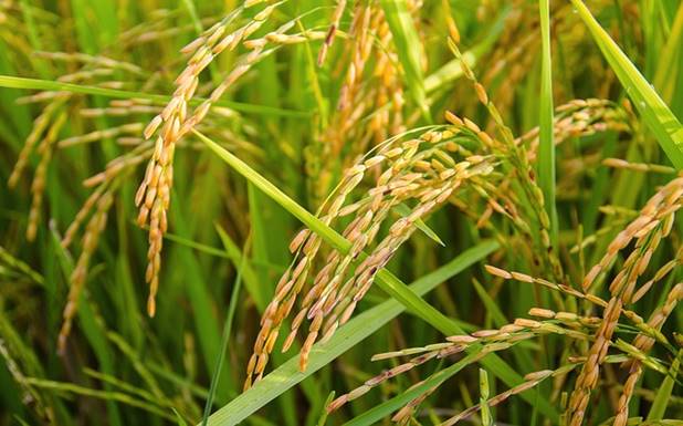 Indigenous varieties of rice on verge of extinction as farmers opt for improved breeds