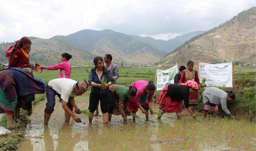 लुम्बिनी प्रदेशमै खाद्य बालीमा दाङ र तरकारी खेतीमा रुपन्देही अगाडि