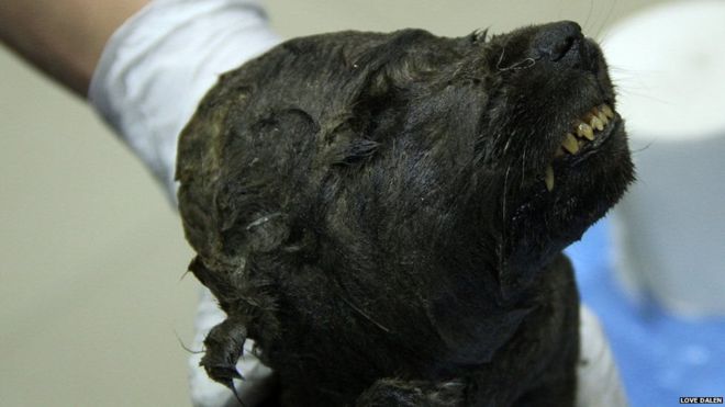 १८ हजार वर्षदेखि हिउँमा पुरिएको ‘कुकुर’ लाई देखेर वैज्ञानिक पनि चकित