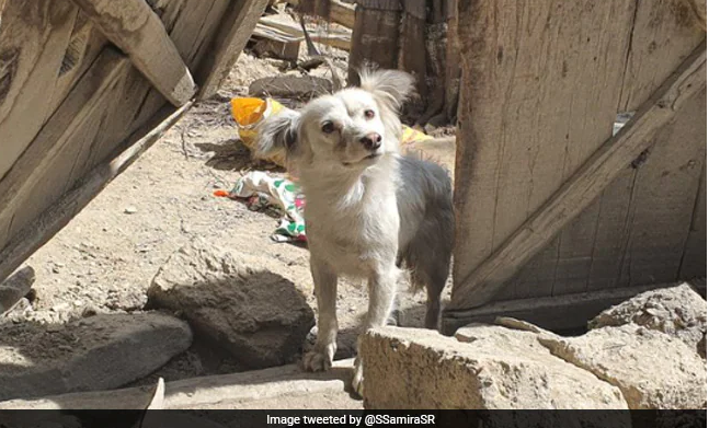 अफगान भूकम्पमा मालिक गुमाएको कुकुरको हृदयविदारक तस्बिरले ट्वीट प्रयोगकर्ताको मन थामिएन