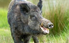 Man injured in wild boar attack