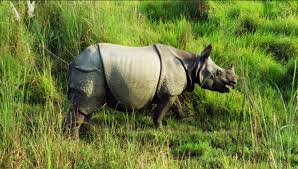 Flood-swept rhinos brought back to Nepal