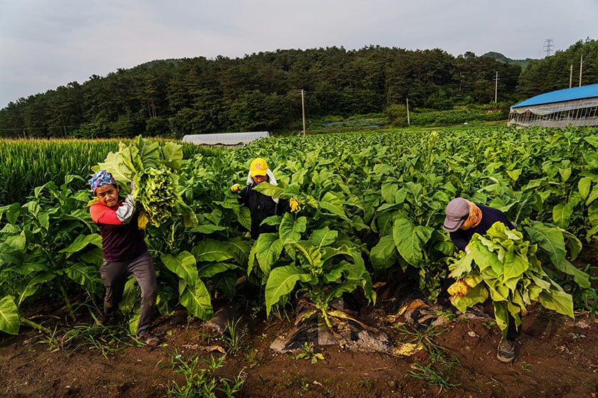 ‘मौसमी रोजगारी’का लागि कोरिया पठाउने भन्दै लाखौँ असुल्दै मेनपावर कम्पनी