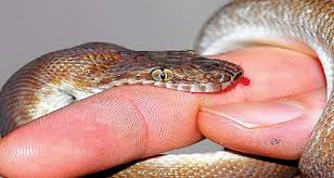 Shortage of anti-snake venom mars patients
