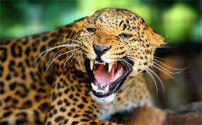 Leopard spreads terror in Myagdi village