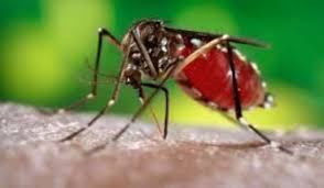 Dengue fever spread in Terai area of Udeayapur