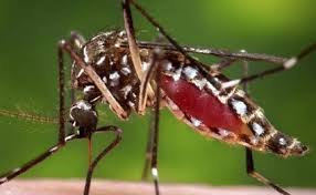 Zika virus detected in second Indian state