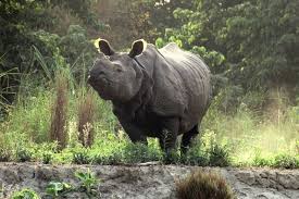 Two persons including foreign tourist injured in rhino attack