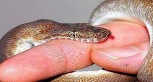 Girl bitten by poisonous snake, dies