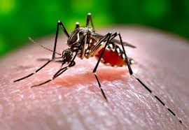 Nine found infected with dengue in Kanchanpur
