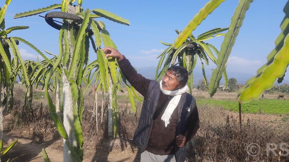 व्यावसायिक ड्रागन खेतीबाट आम्दानी गर्दै पूर्वमन्त्री लोकेन्द्र विष्ट