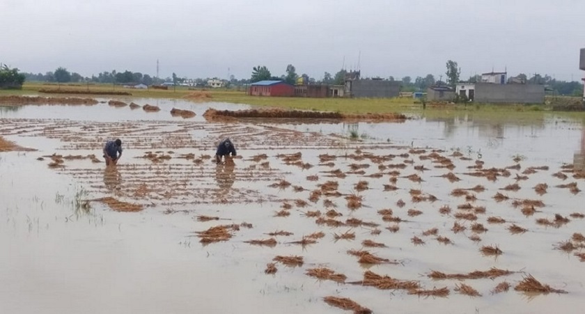 PHOTOS: Rains damage paddy crops in Sudur Paschim