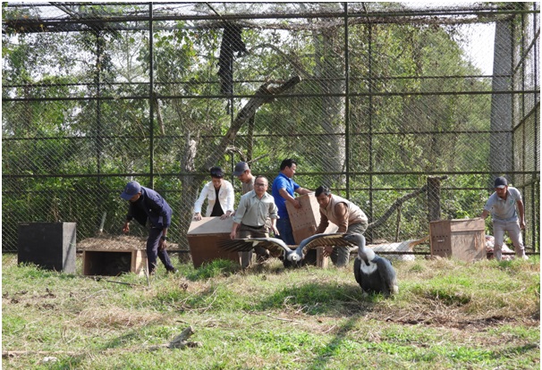 प्रजनन केन्द्रमा हुर्काइएका १० गिद्ध पिठौलीमा स्थानान्तरण