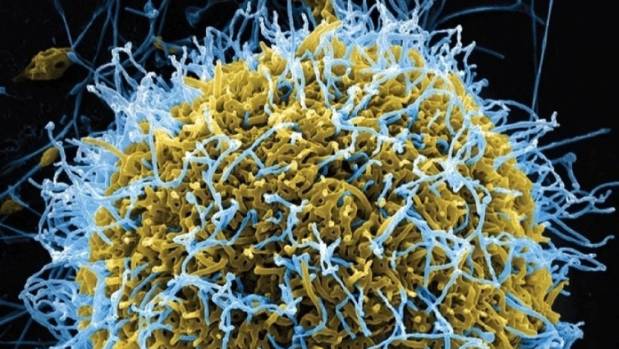 कंगो र गुएनामा इबोलाको संक्रमण, ११ जनाको मृत्यु